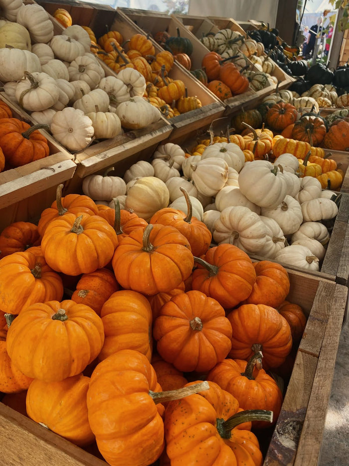 FALL FAVOURITES